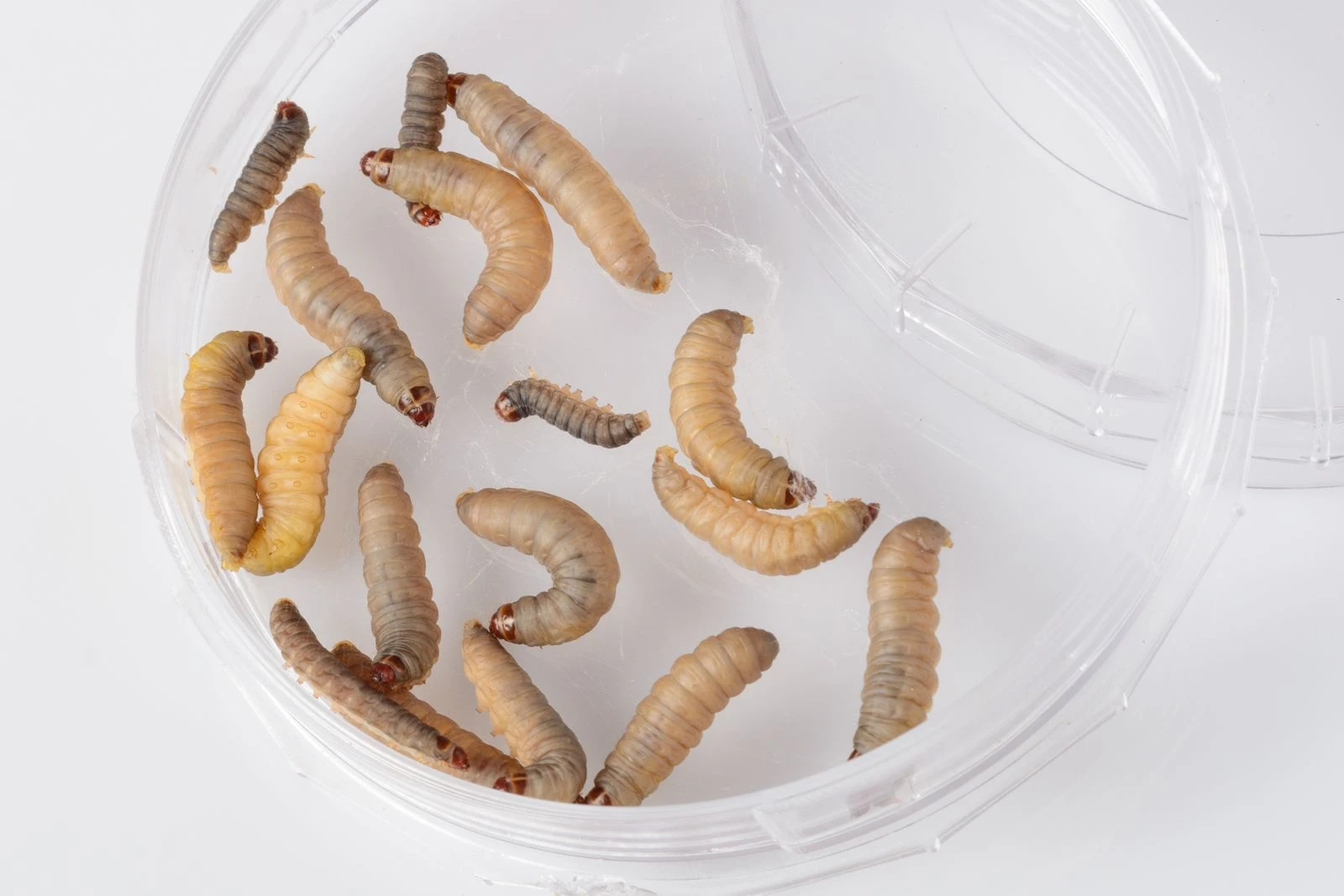 Hungry Worms Could Help Solve Plastic Pollution